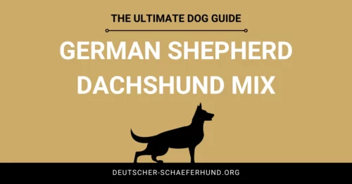 German Shepherd Dachshund Mix