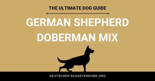 Deutscher Schäferhund-Dobermann-Mix