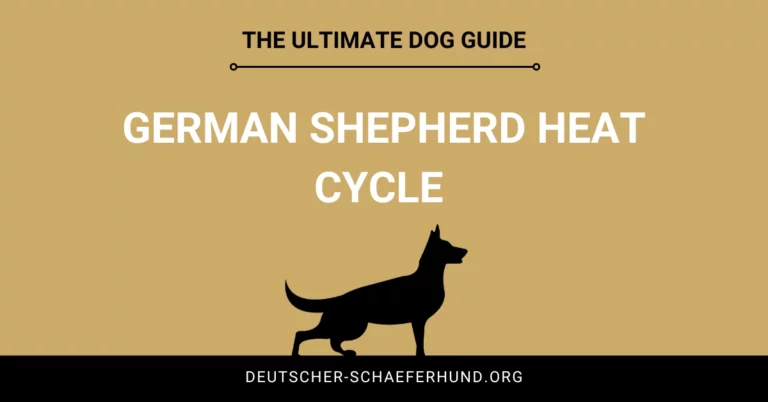German Shepherd Heat Cycle