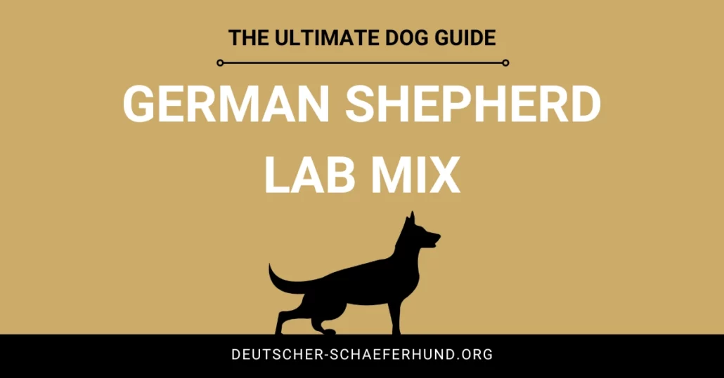 Deutscher Schäferhund Labrador Mix