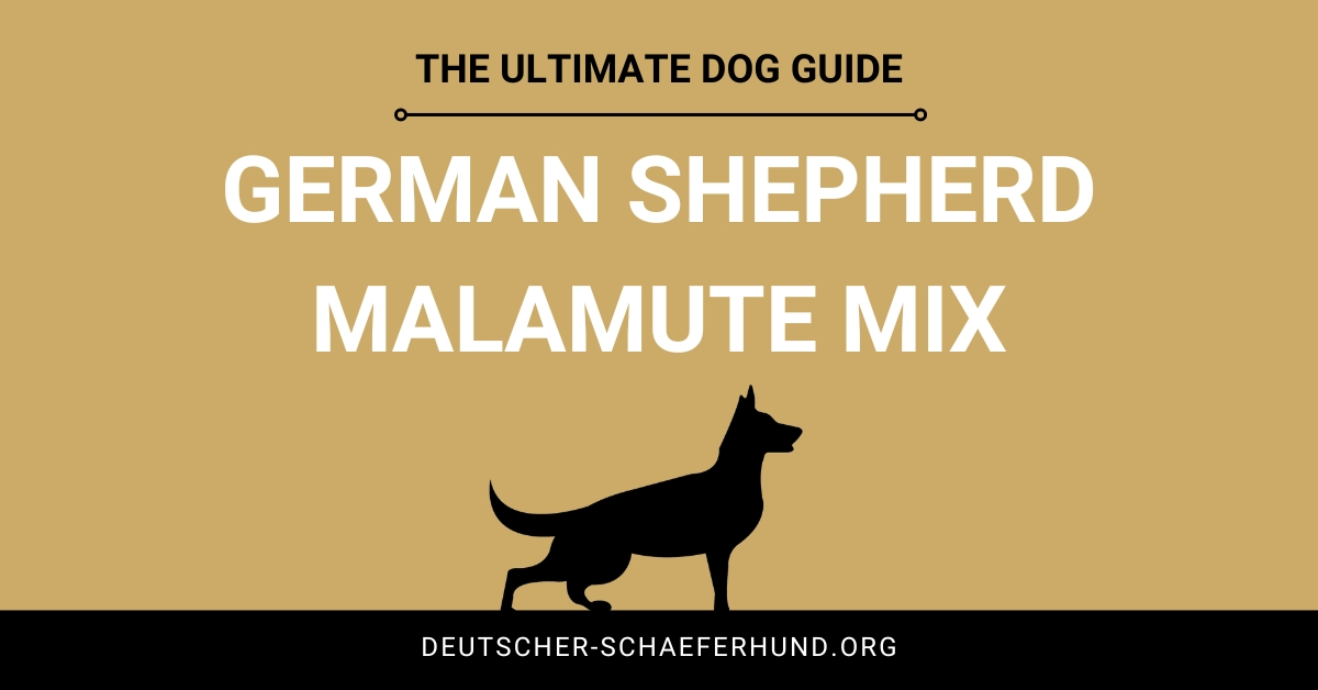German Shepherd Malamute Mix