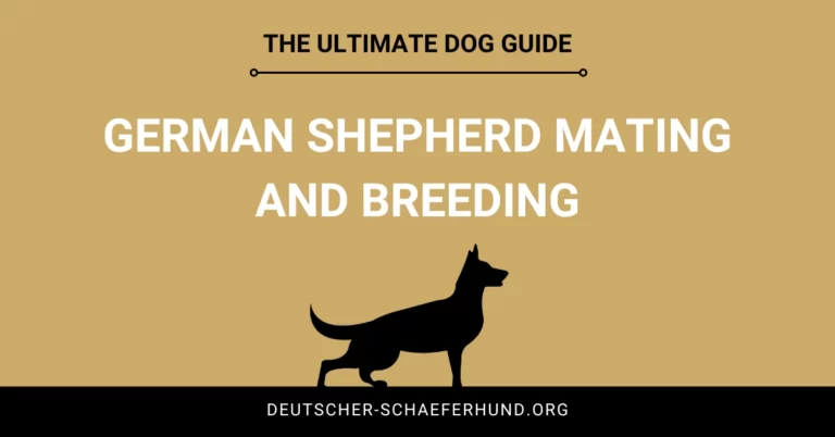 German Shepherd Mating and Breeding