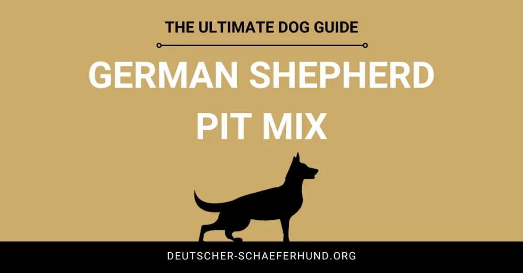 Deutscher Schäferhund Pit Mix