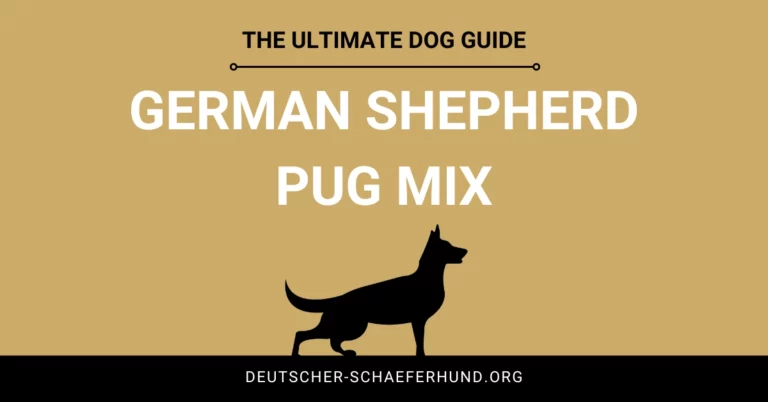 German Shepherd Pug Mix