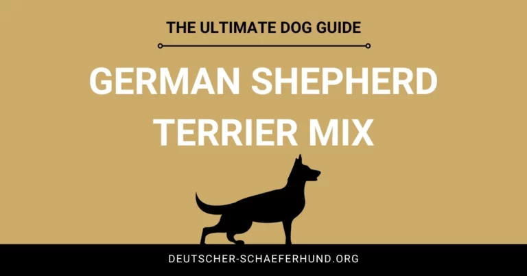 Deutscher Schäferhund Terrier Mix