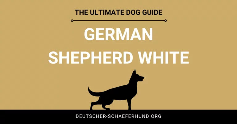 Deutscher Schäferhund Weiß