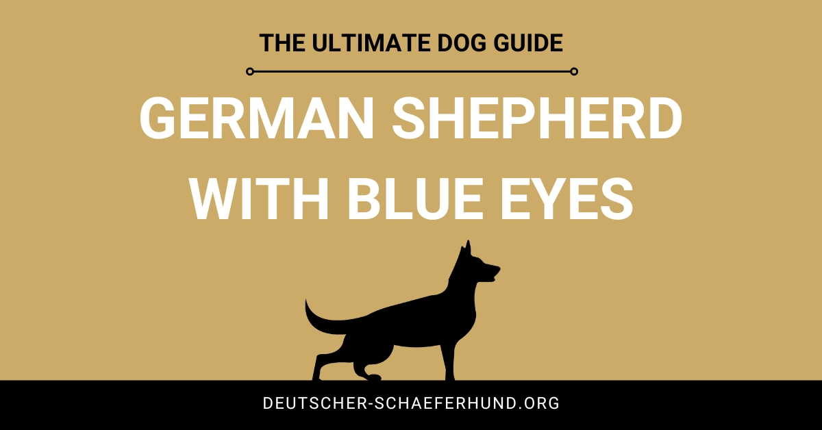German Shepherd With Blue Eyes