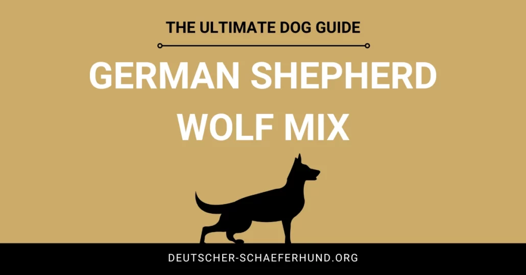 Deutscher Schäferhund Wolf Mix