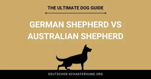 German Shepherd vs Australian Shepherd