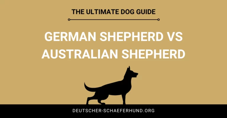 Deutscher Schäferhund vs Australian Shepherd