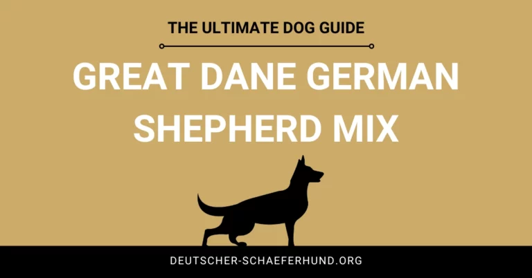 Deutsche Dogge Deutscher Schäferhund Mix
