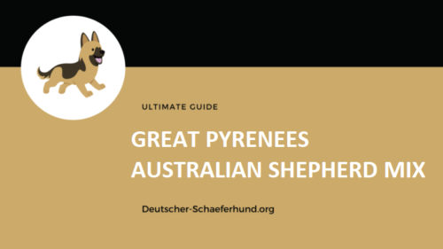 Großer Pyrenäen Australian Shepherd Mix