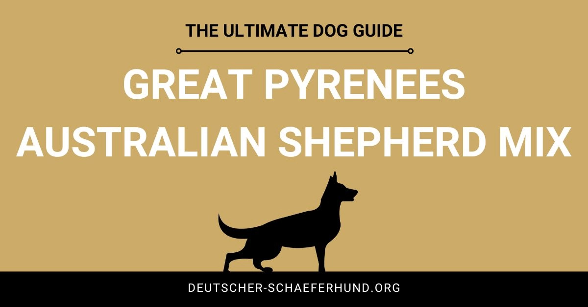 Großer Pyrenäen Australian Shepherd Mix