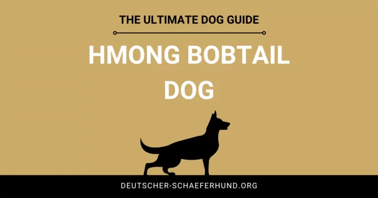 Hmong Bobtail Dog