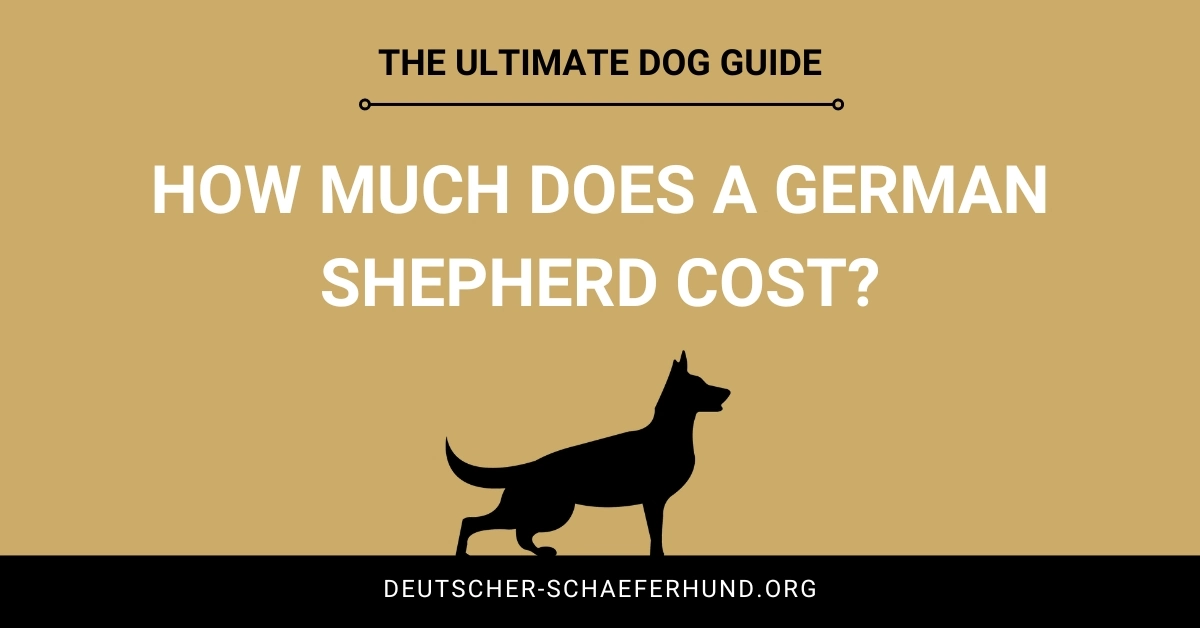 How Much Does a German Shepherd Cost