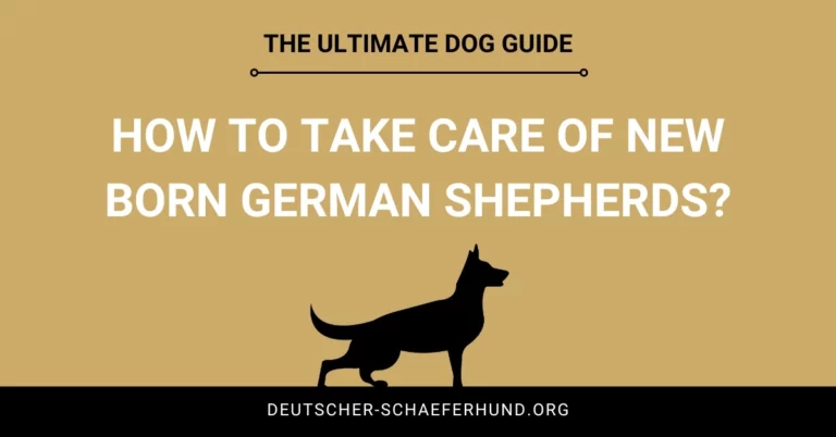 Cómo cuidar a los pastores alemanes recién nacidos