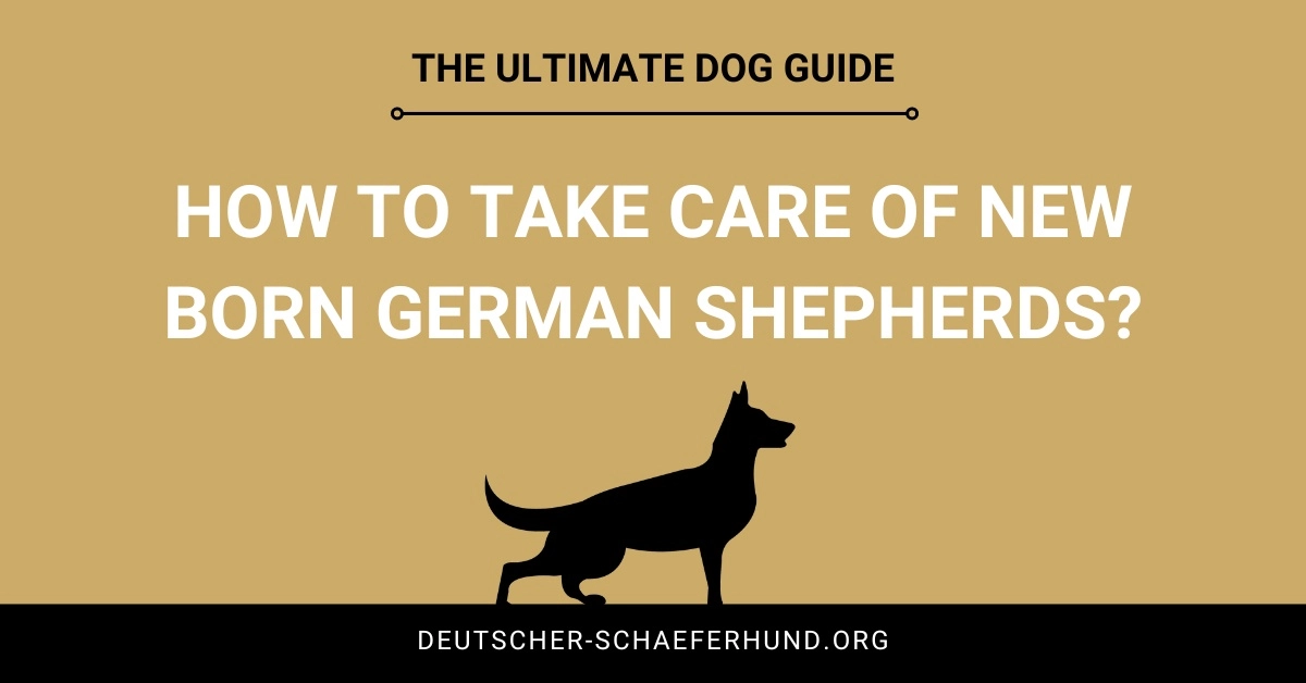 How to take care of New Born German Shepherds