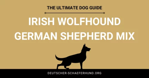 Irischer Wolfshund Deutscher Schäferhund Mix