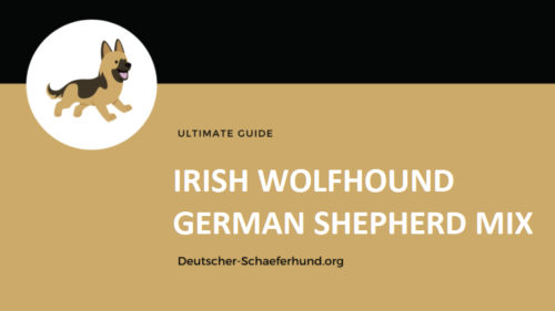 Mezcla de lobo irlandés y pastor alemán