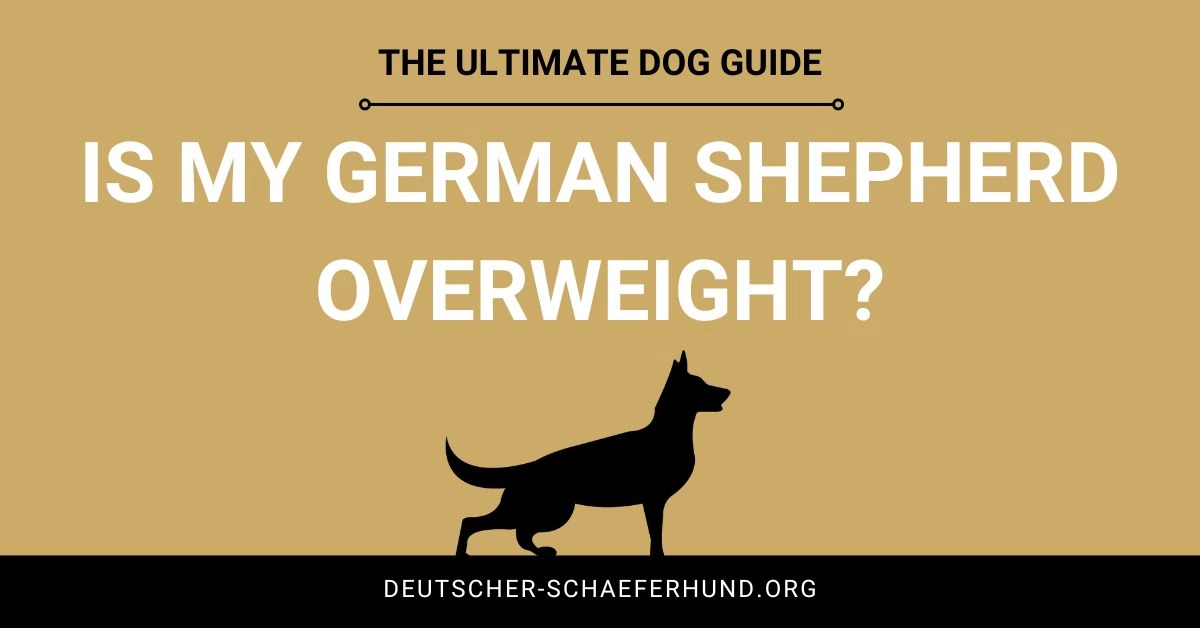 Is my German Shepherd Overweight