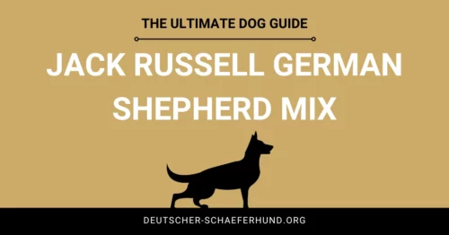 Jack Russell Deutscher Schäferhund Mix