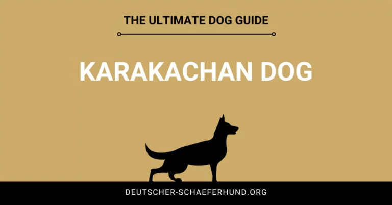 Karakachan Dog