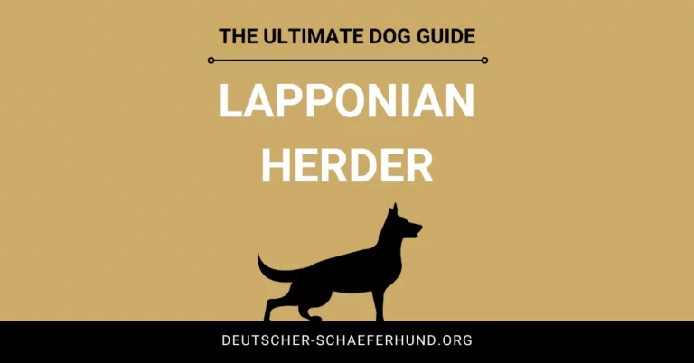 Lapponian Herder