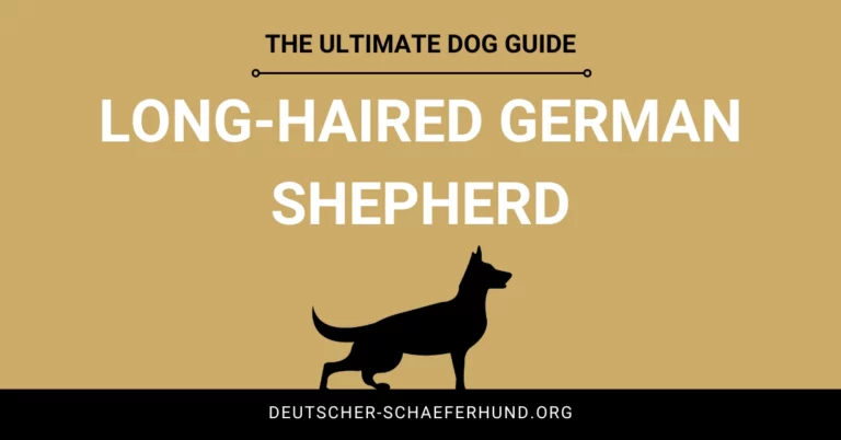 Long-Haired German Shepherd