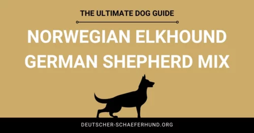 Norwegian Elkhound German Shepherd Mix