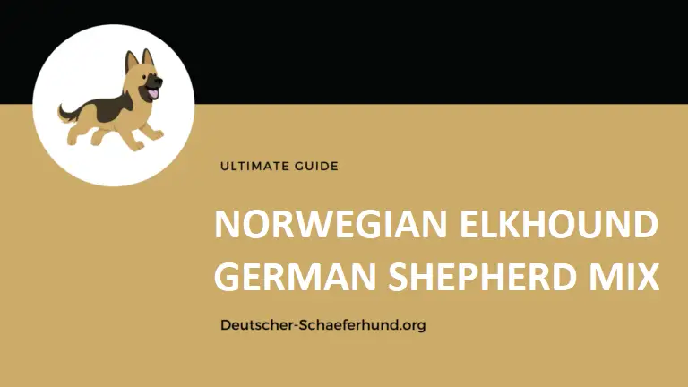 Mezcla de pastor alemán con alkhound noruego