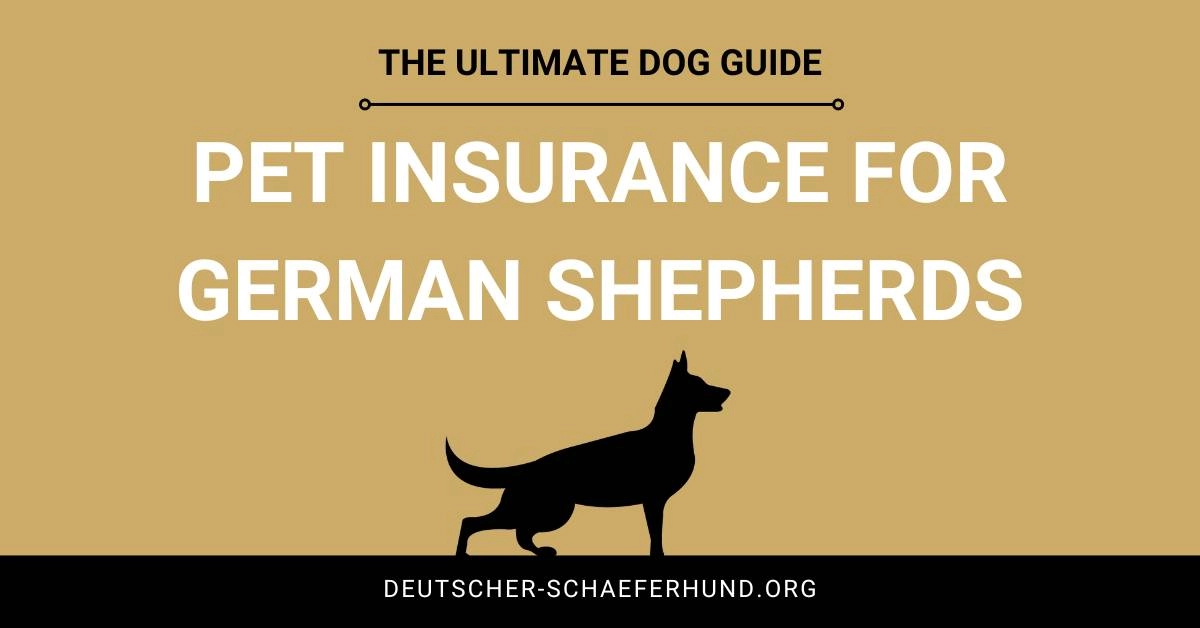 Tierversicherung für Deutsche Schäferhunde