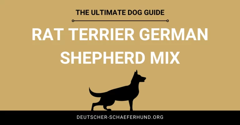 Ratte Terrier Deutscher Schäferhund Mix