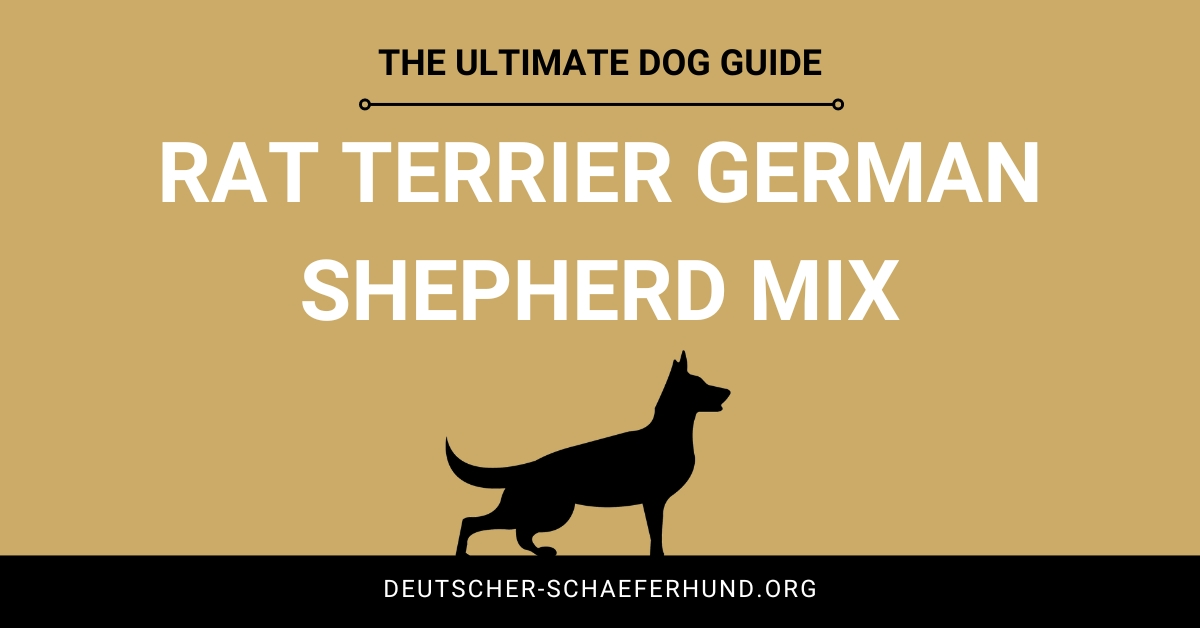 Rat Terrier mezcla de pastor alemán