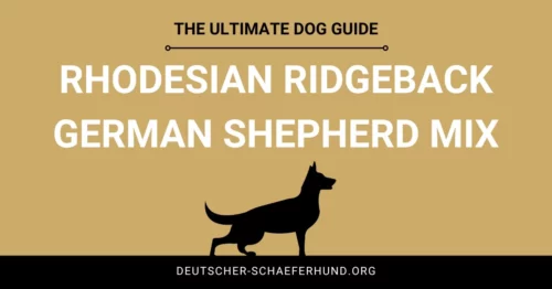 Rhodesian Ridgeback Deutscher Schäferhund Mix