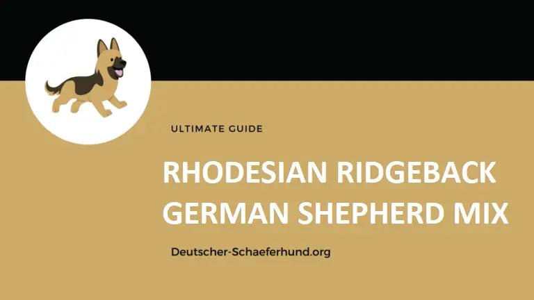 Rhodesian Ridgeback Deutscher Schäferhund Mix