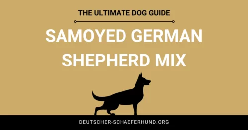 Samojede Deutscher Schäferhund Mix