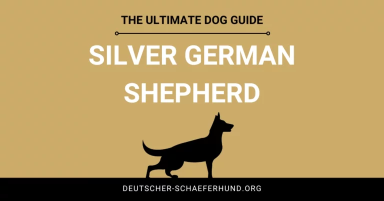 Silberner Deutscher Schäferhund