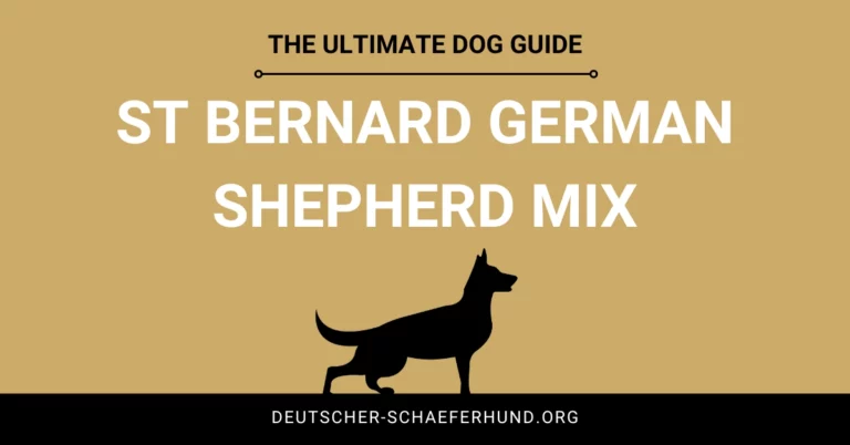 Bernhardiner Deutscher Schäferhund Mix