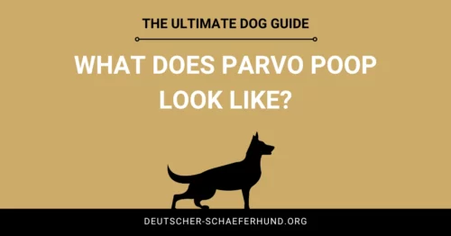 What does Parvo Poop look like