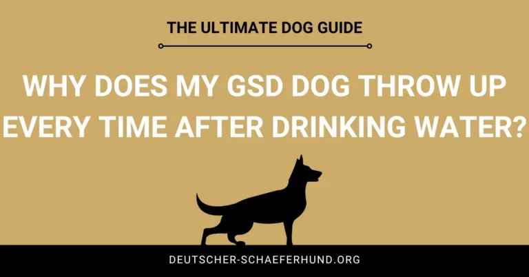 Why does my GSD dog throw up every time after drinking water