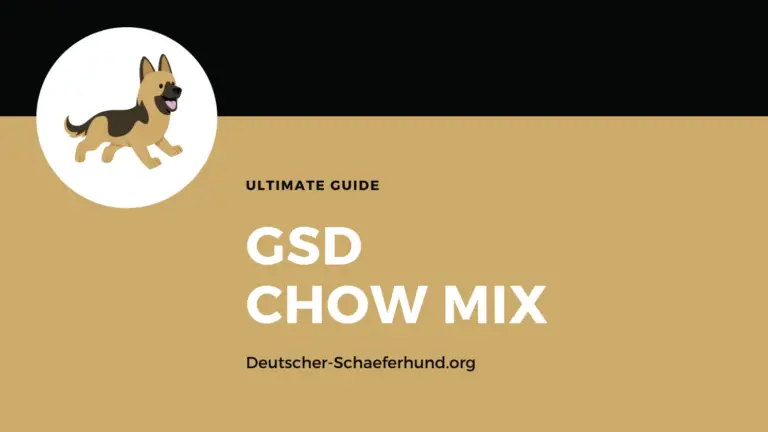 Deutscher Schäferhund Chow Mix