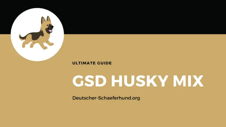 Deutscher Schäferhund Husky Mix