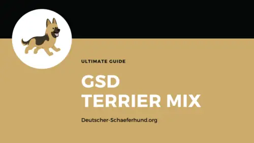 German Shepherd Terrier Mix