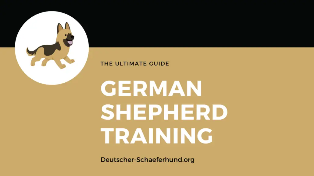 Guía de adiestramiento del pastor alemán