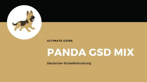 Panda Deutscher Schäferhund